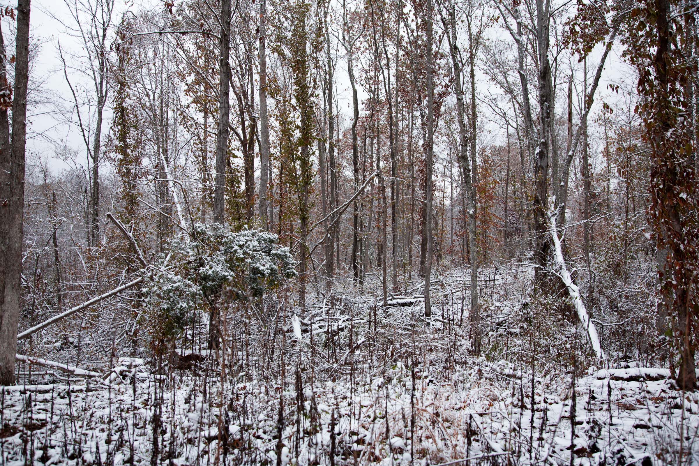 Tract 12 at Sweet Water Ranch in Decatur County, Tennessee