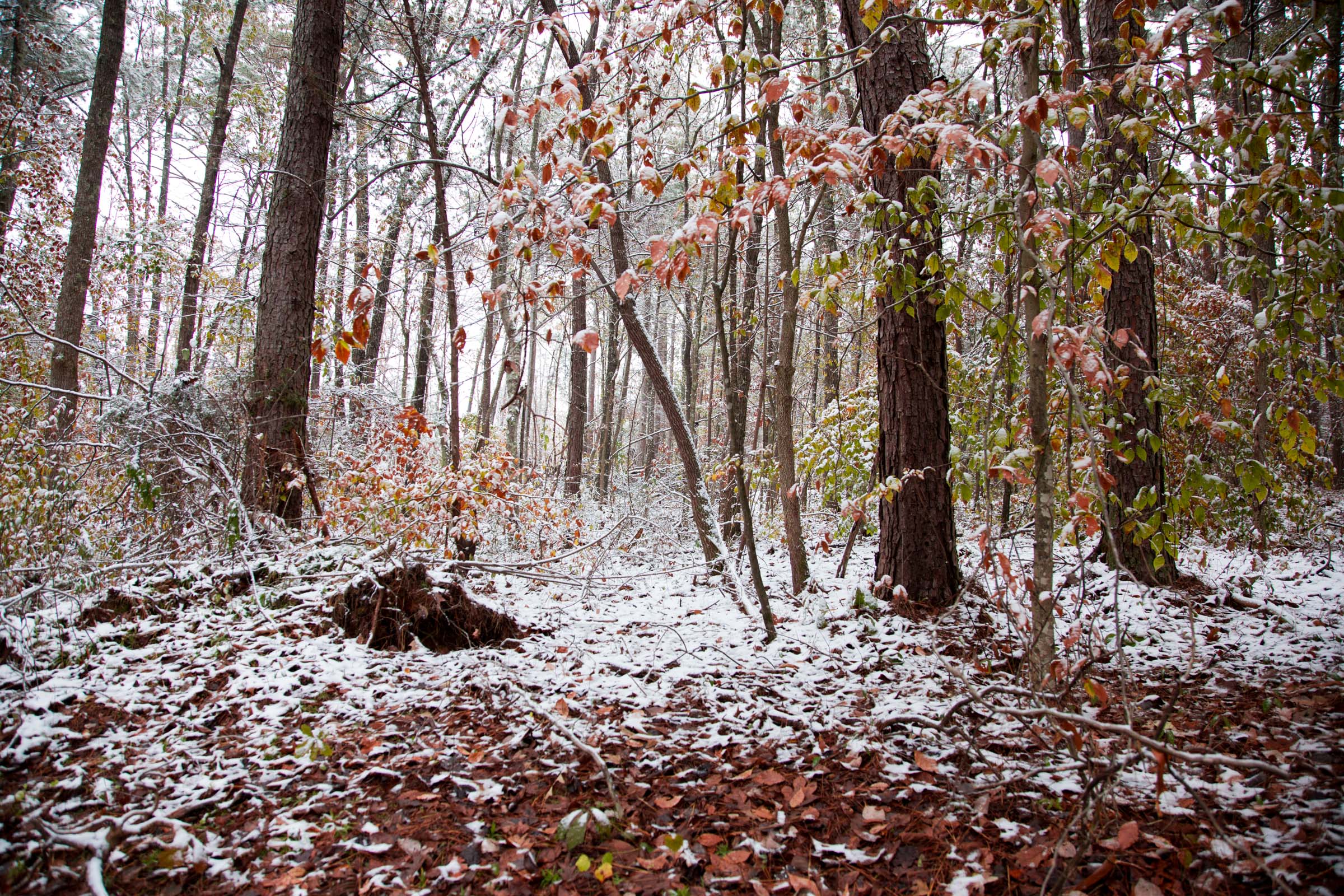 Tract 16 at Sweet Water Ranch in Decatur County, Tennessee