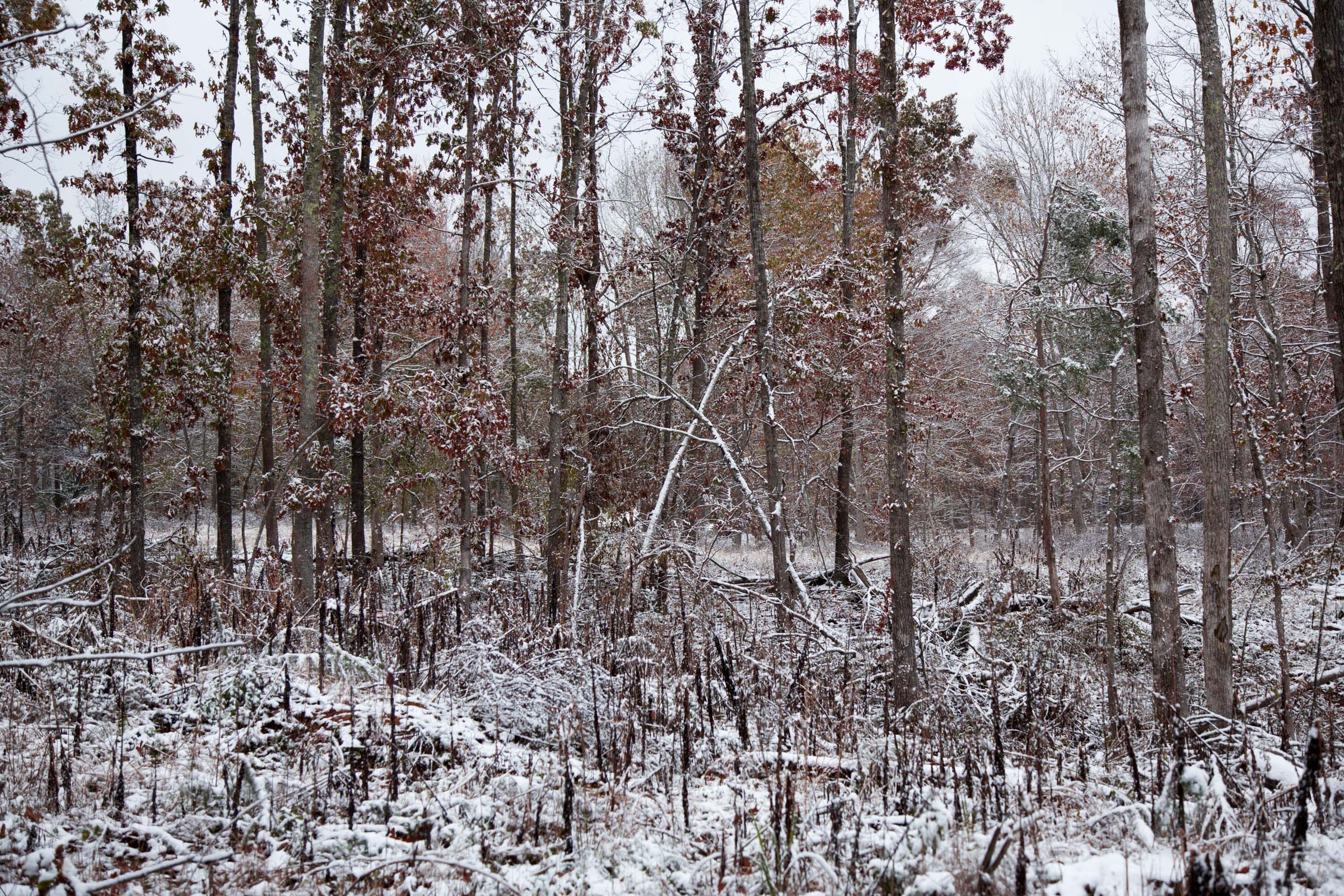 Tract 2 at Sweet Water Ranch in Decatur County, Tennessee