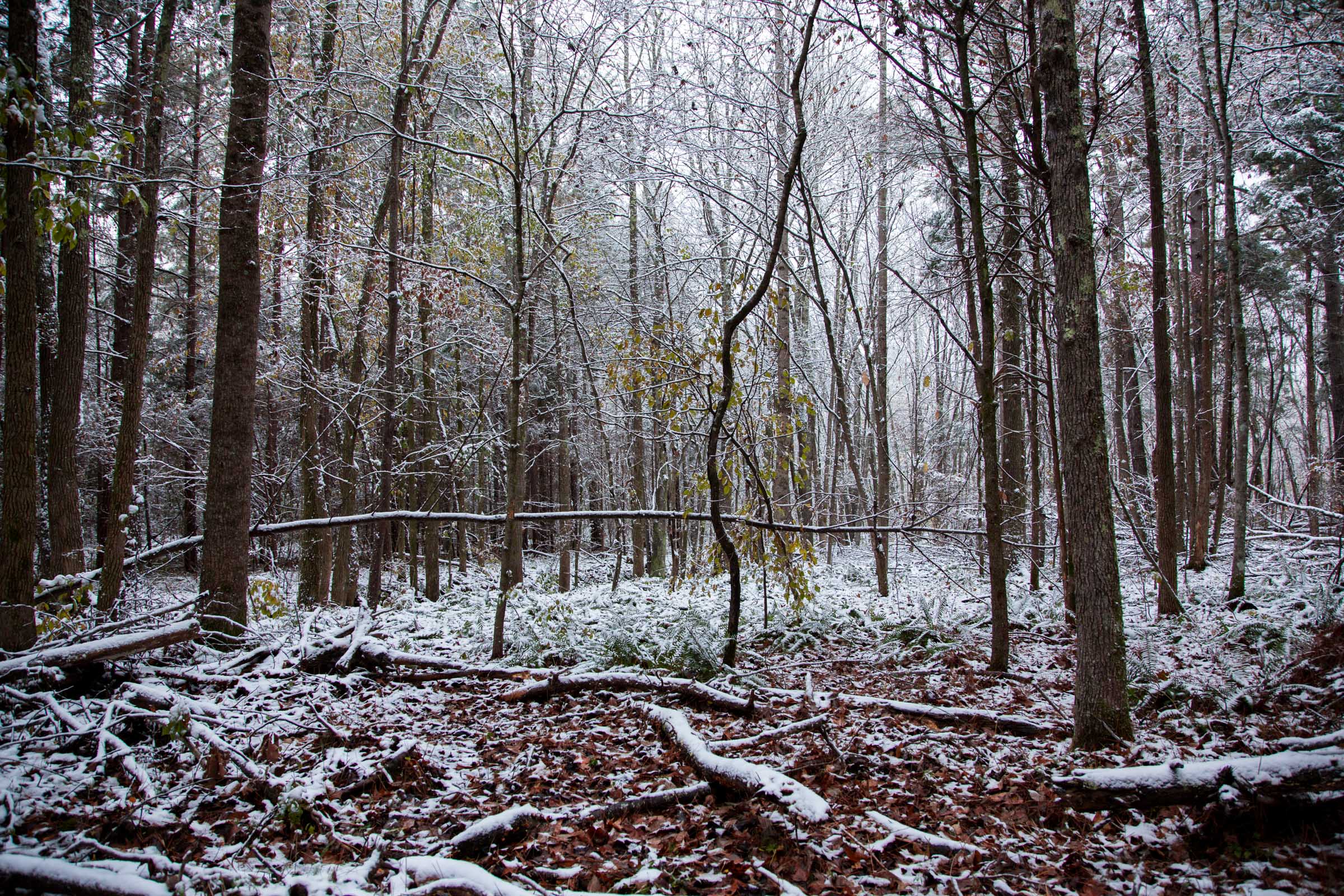 Tract 21 at Sweet Water Ranch in Decatur County, Tennessee